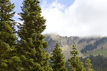Evergreen trees frame a mist-covered mountain ridge in Mount Rainier National Park, showcasing lush forest, rocky slopes, and classic Pacific Northwest scenery.
