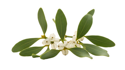 Sprig of mistletoe with white berries isolated on transparent background