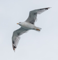 A seagull is flying in the sky