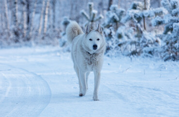 Obraz premium A white dog is walking on a snowy road