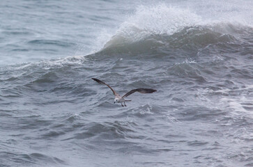 Fototapeta premium A bird is flying over the ocean