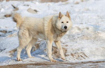 Obraz premium A white dog standing in the snow