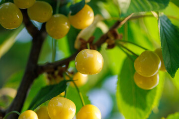 A tree with many yellow cherries hanging from it