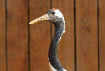 Obraz premium A bird with a red beak and black and white feathers
