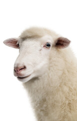White Sheep Portrait