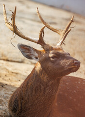 Obraz premium A deer with antlers is laying down on the ground