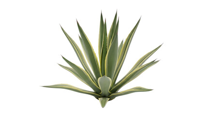 Obraz premium Agave plant isolated on transparent background