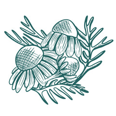 A hand-drawn botanical illustration of chamomile flowers and leaves in a vintage engraving style. This detailed herbal sketch is perfect for packaging, labels, natural products, and botanical design.