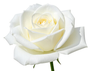 Fully Open Luxurious White Rose Blossom, Side View with Dew Drops, Isolated on Transparent PNG