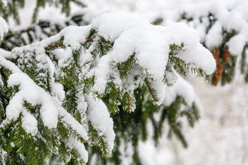 Closeup of coniferous fir tree branches layered with fresh snow, showcasing needle structure and winter precipitation effects.