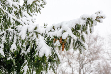 Close-up of fir tree branches covered in fresh snow with pine cones hanging, evoking a winter forest or holiday atmosphere.