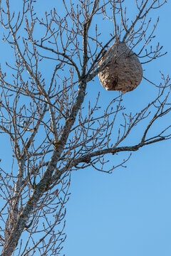 Asian hornet or wasp nest hanging from a poplar branch. Vespa velutina. Bernesga River, Le&oacute;n, Spain.