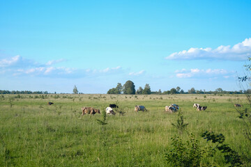 Cows grazing on green pasture field under blue sky