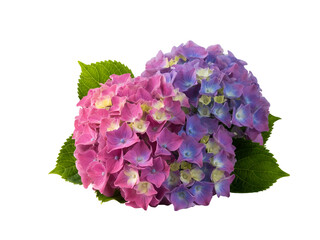 Obraz premium Vibrant Hydrangea Blooms in Pink and Purple, Fresh and Lush Green Leaves, Isolated Studio Shot