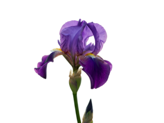 Purple Iris flower on white background, close-up vibrant petals and stem, perfect for botanical art or greeting cards