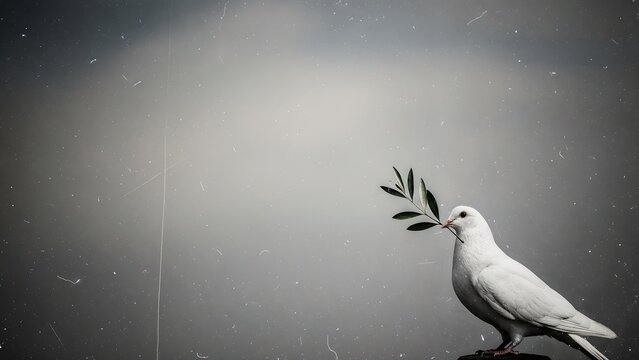 White dove holding olive branch on dark background. It symbolizes peace and international agreement.  