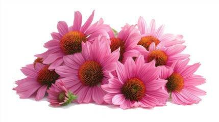 Colorful pink flowers arranged beautifully on a white background for decoration or design use