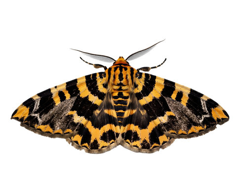 A detailed close-up of a striking Jersey Tiger moth showcasing its intricate orange and black striped wings against a clean white backdrop