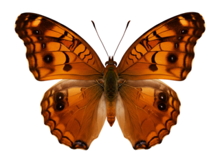A beautiful orange and brown butterfly with intricate patterns on its spread wings, isolated on a clear white background
