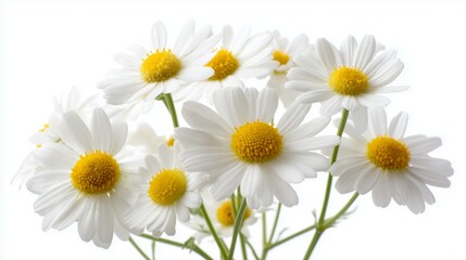 Fototapeta premium Cluster of bright white daisies on a clean background, highlighting their natural beauty