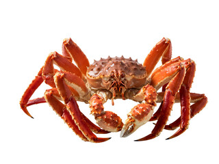 Whole steamed red king crab, a gourmet seafood delicacy, presented with its spiny shell and large claws on a clean white background