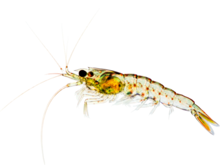 Isolated Transparent Krill Detailed View on a White Background