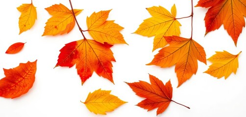 Obraz premium Crisp, vibrant autumn leaves isolated on white background, fall leaves, yellow