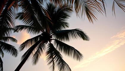 Tropical palm tree silhouette forming a natural frame,  exotic,  beach
