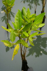 Young mangrove plant growing in calm coastal water, showcasing vibrant green leaves and natural wetland habitat