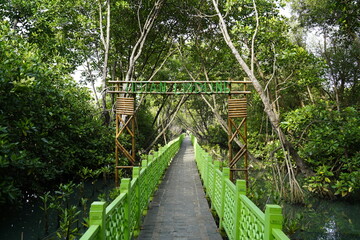 Green walkway bridge through a lush mangrove forest, showcasing natural wetlands and eco&ndash;tourism scenery