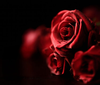Red Roses Close-Up with Black Background and Text Template