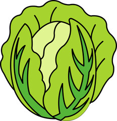 single illustration of a cabbage