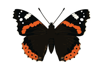 Detailed Red Admiral butterfly with open wings showing black, orange, and white markings