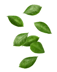 Naklejka premium Falling Citrus leaf, lemon, orange, grapefruit, lime, isolated, full depth of field