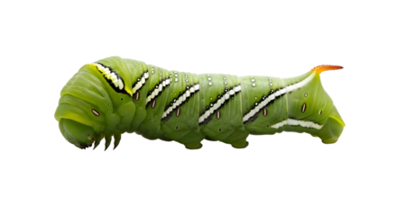 Green Caterpillar Insect Isolated on White Background, Macro Photography of a Larva with Distinct Markings
