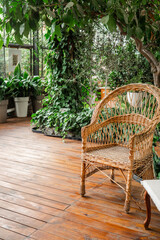 Obraz premium Wicker chair among potted aspidistra and ivy – concept of indoor relaxation & botanical interior