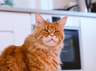 Portrait of a ginger Maine Coon cat sitting in a domestic kitchen.