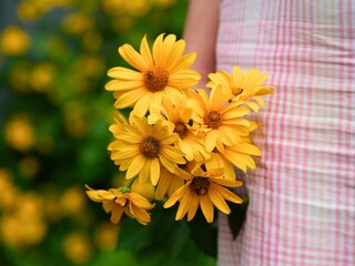 Woman holding a bouquet of yellow Heliopsis flowers. Close-up
