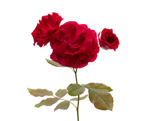 Red rose flower (Rosa hybrida) isolated on white background with clipping path