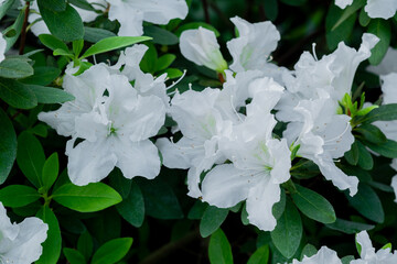 White azalea flowers with green leaves