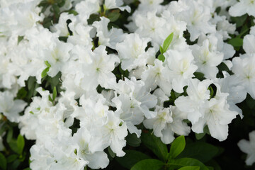  Cluster of white azaleas in full bloom