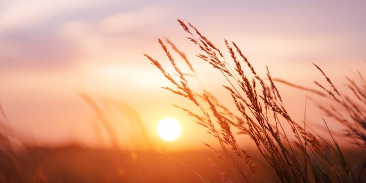 Field of tall grass with a sun in the sky - Powered by Adobe