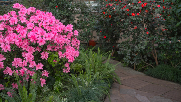 Blooming azalia bushes in the greenhouse