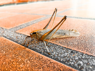 Close-up Grasshopper on Leaf in Natural Light