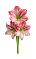 Striking Red and White Striped Amaryllis Flowers on a White Background Display