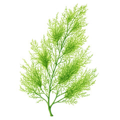 Watercolor isometric vector-style illustration of Asparagus Fern, isolated on white background.