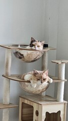 Cute kitten portrait looking at a sparrow on a plate