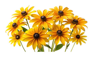 Elegant composition of multiple Rudbeckia hirta flowers with a clean white background