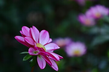 色鮮やかな大輪