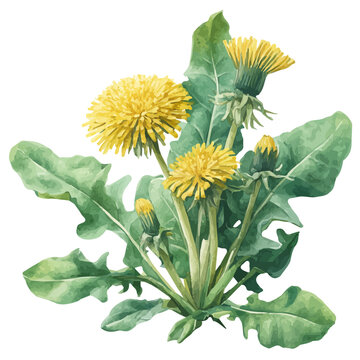Isometric watercolor graphic of Dandelion Greens, neatly isolated on white background.